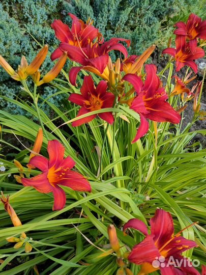 Многолетние садовые растения