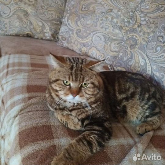 Шотландская