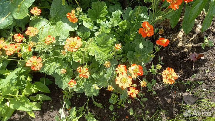 Саженцы клубники и малины