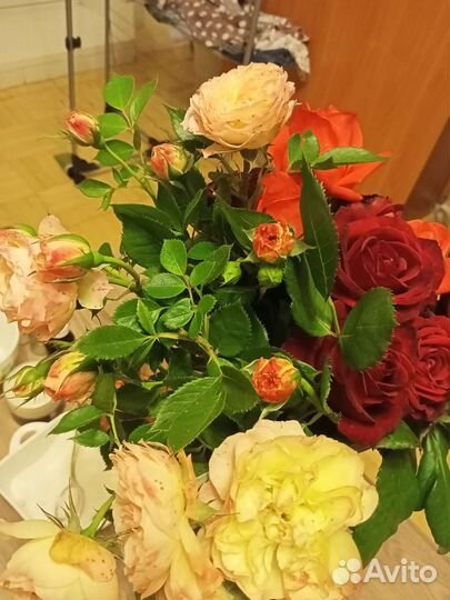 Розы плетистые, спреи, чайно гибридные