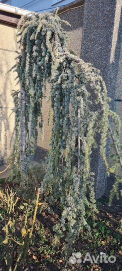 Кедр cedrus atlantica glauca pendula