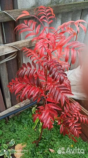 Хвойные и кустарники