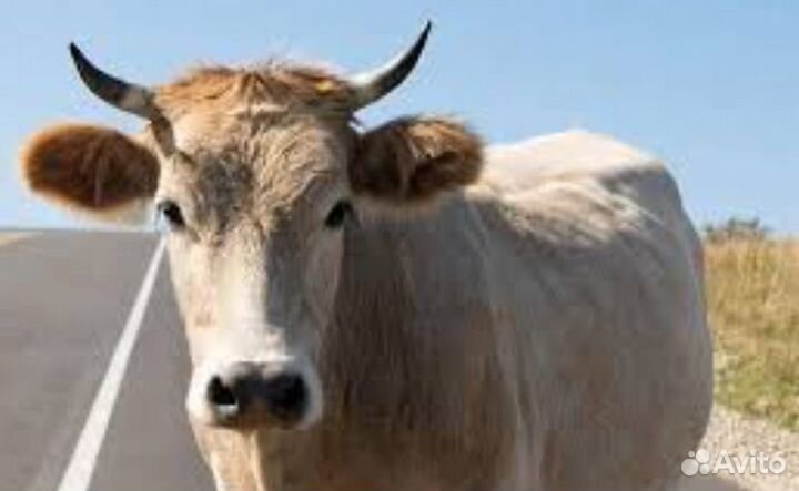 Корова дойная