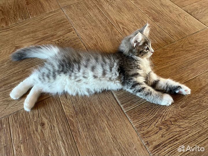 Пушистый котенок девочка