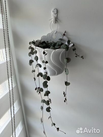 Циропегия вуда