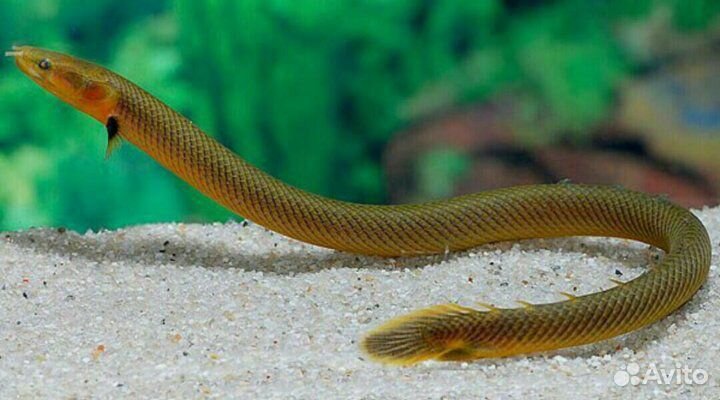 Каламоихт рыба