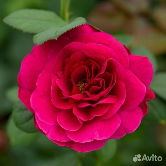 Роза шраб «Роял палас» - саженцы зкс, Сады Урала