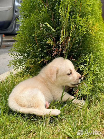 Щенки Лабрадора