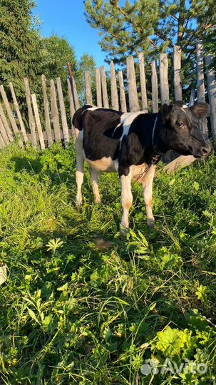 Быки и телки