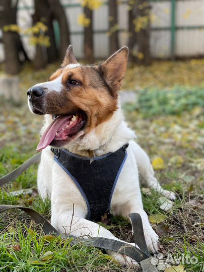 Милая собачка Милка в приюте Некрасовка