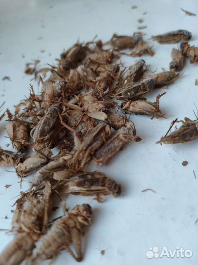 Сверчки домовые