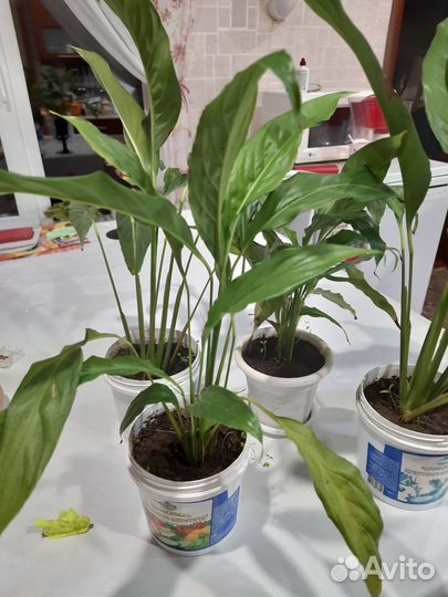 Спатифиллум