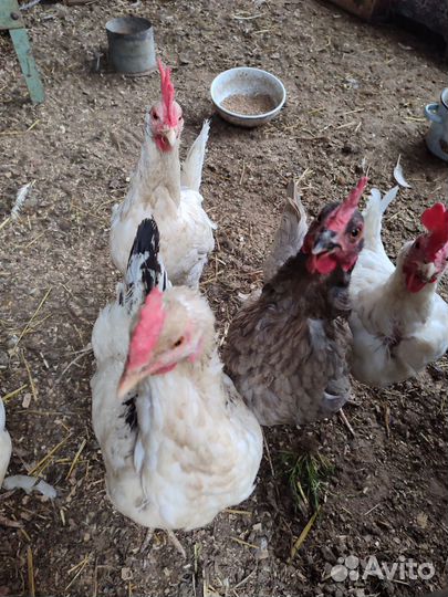Куры несушки