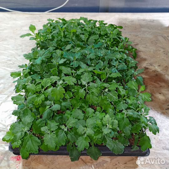 Пеларгония герань