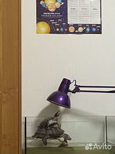 Отдам даром черепах