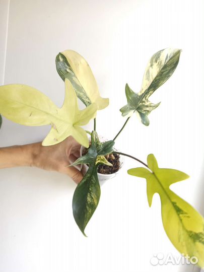 Филодендрон Magic mask