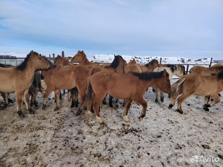 Кобылки 2023 года