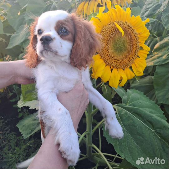 Щенки кавалер кинг чарльз спаниель