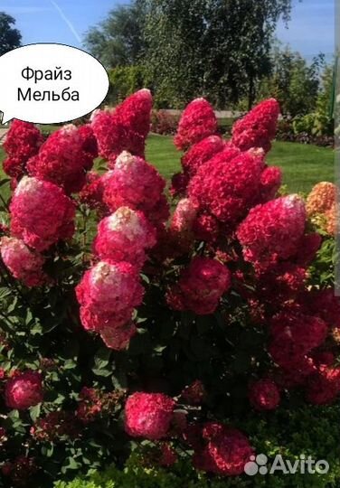 Цветущие гортензии акционные