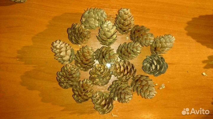Шишки и семена сосновые, пихтовые и др. для декора