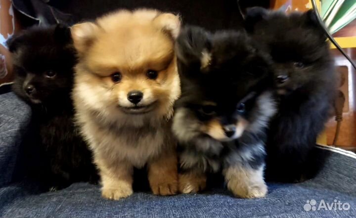 Шпиц померанский