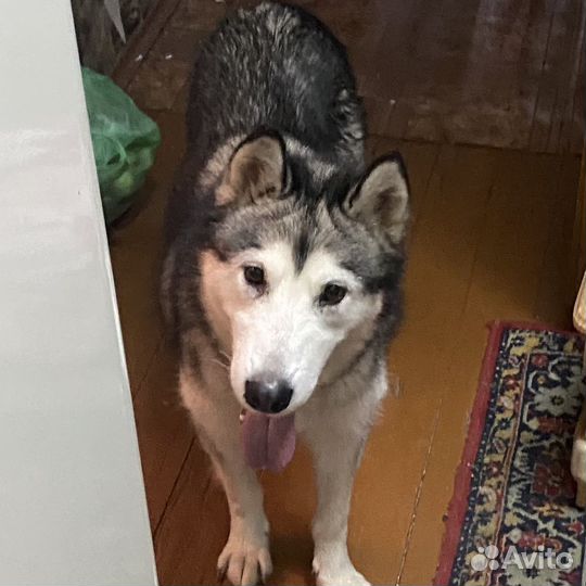 Аляскинский маламут