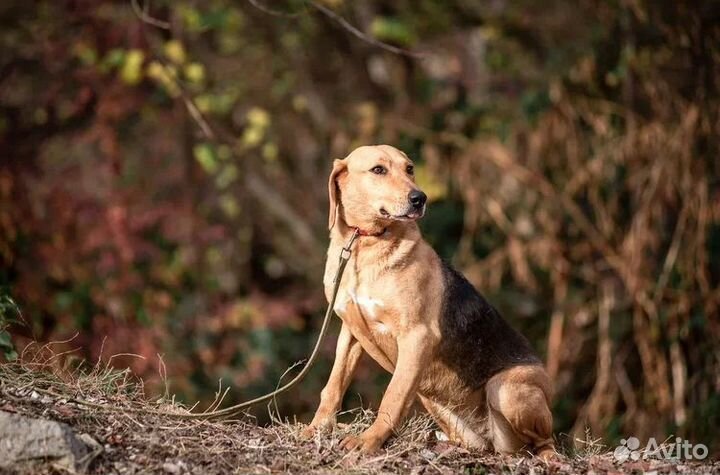 Собака в добрые руки