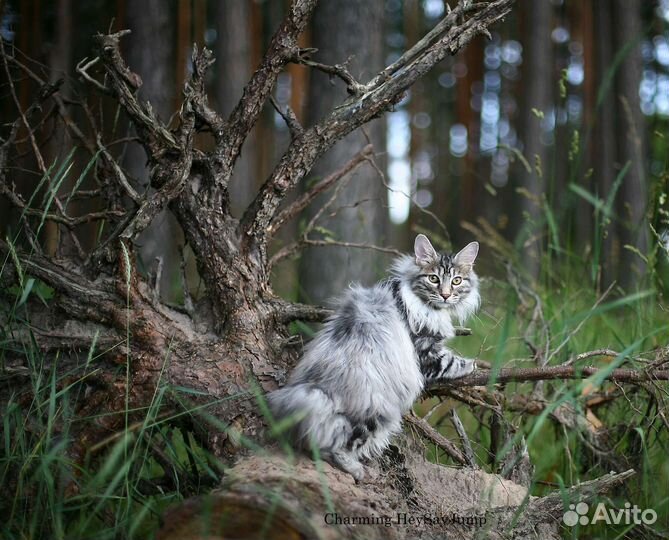 Курильский бобтейл котик