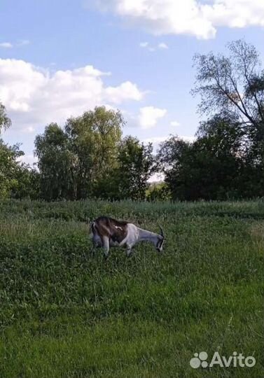 Коза дойная