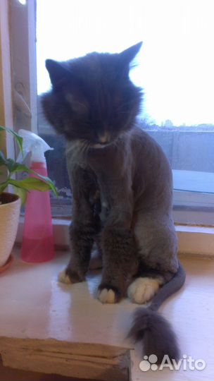 Стрижка котов и кошек с выездом на дом все районы