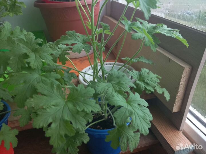 Пеларгония герань душистая