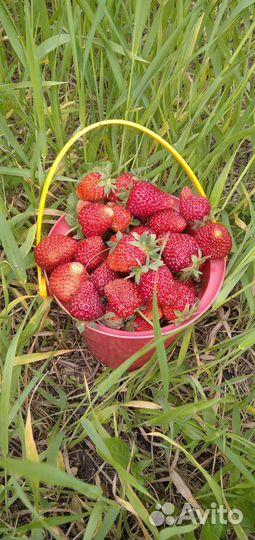 Клубника ремонтантная