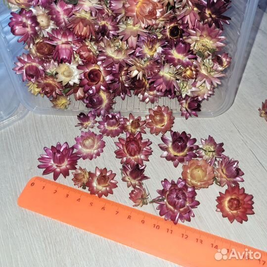 Гелихризум сухоцветы