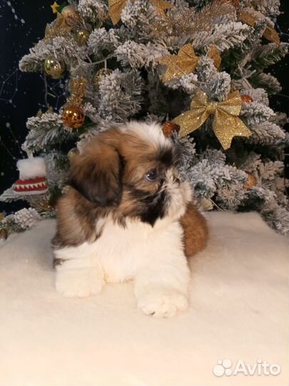 Щенки ши-тцу