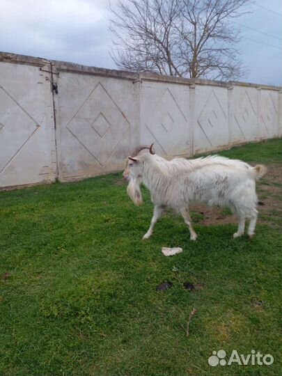 Козел на племя