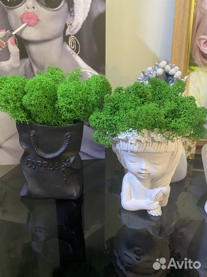 Мох живой в кашпо из глины ручной работы новое