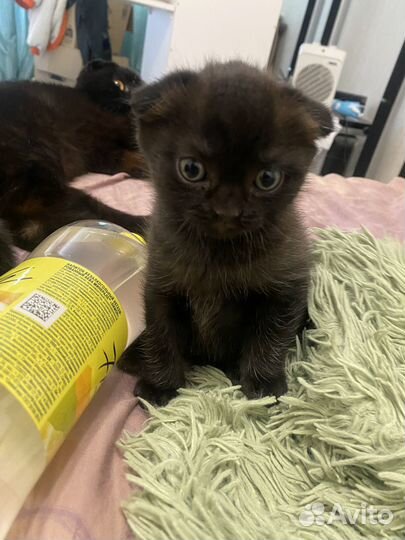 Шотландский кот
