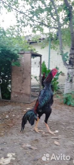 Бойцовые петухи
