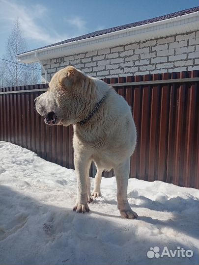 Вязка Алабая