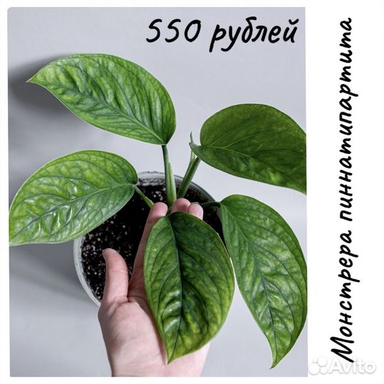 Красивые комнатные растения (обновлено)