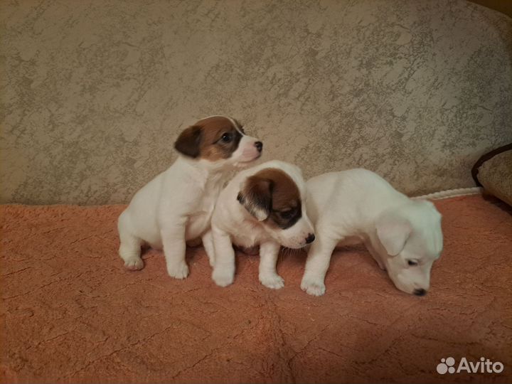 Щенки джек рассел терьер гладкошерстный