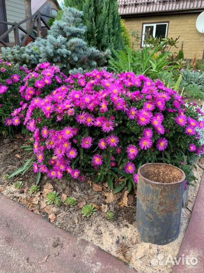 Астра кустарниковая Дженни