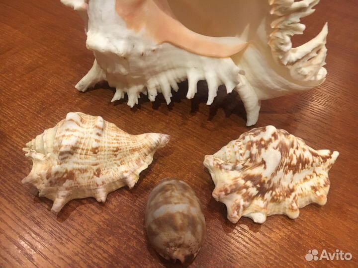 Набор морских раковин (8 шт.)