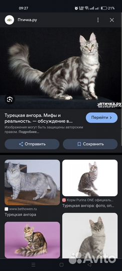 Отдам котенка в хорошие руки