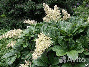 Аквилегия, роджерсия конскокаштановая