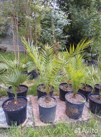 Пальмы веерные и перьевые (Сочинская коллекция)