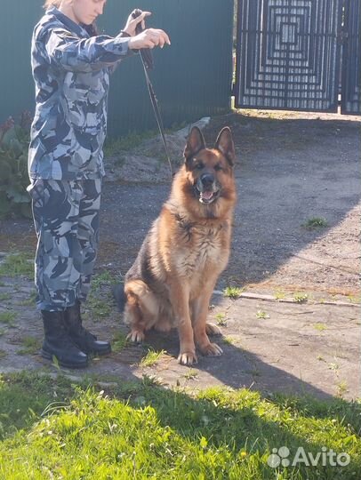 Отдам в хорошие руки собаку