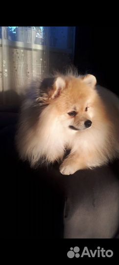 Померанский шпиц вязка кобель