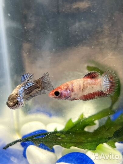 Рыбка Петушок