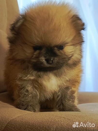 Померанский шпиц мини щенок